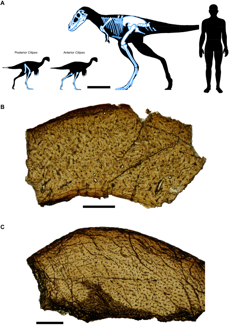 ( A ) Diagram illustrating relative body sizes of predator and prey and skeletal elements preserved in TMP 2009.12.14. Scale bar, 50 cm. Histological photomicrographs of ( B ) posterior Citipes individual (metatarsal II) and ( C ) anterior Citipes individual (tibia), showing highly vascularized woven bone with reticular and longitudinally oriented vascular canals and lacking growth lines, indicative of young individuals that are less than 1 year old. Scale bars, 500 μm.