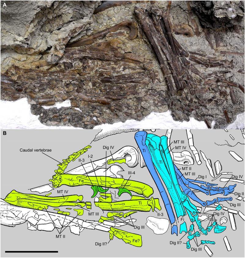 Photograph ( A ) and interpretive illustration ( B ) of stomach contents. Some of the caenagnathid bones are truncated and weathered due to modern erosion along the ventral abdominal region. Light blue and dark blue elements are the left and right hindlimbs, respectively, of the anterior Citipes individual. Light green elements are the hindlimbs and caudal vertebrae of the more posterior Citipes individual. Dark green elements represent the manual unguals of the posterior Citipes individual. Whi