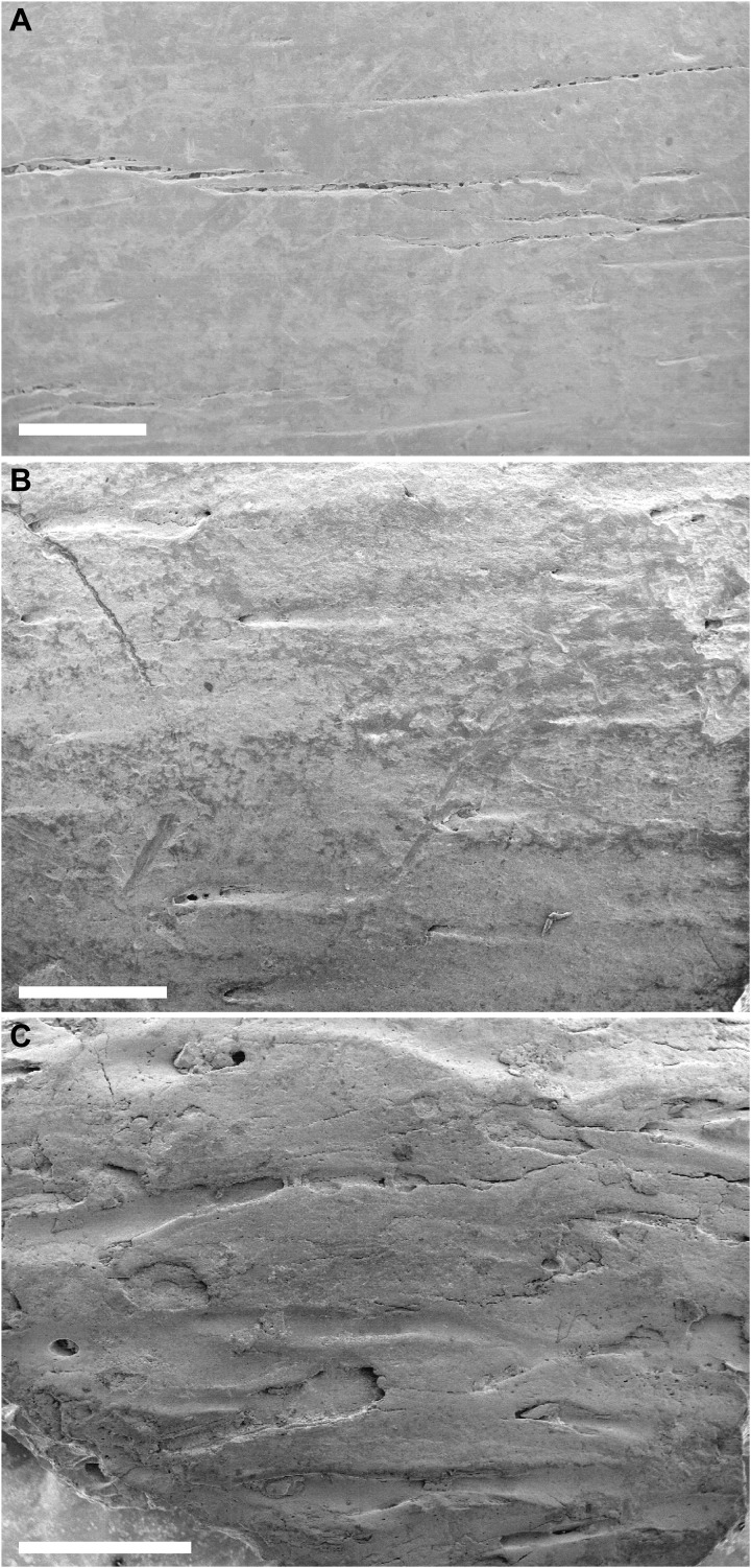( A ) Gorgosaurus specimen (tibia). ( B ) Anterior Citipes individual (phalanx III-2). ( C ) Posterior Citipes individual (phalanx IV-1). Whereas bone surface is smooth in the tyrannosaurid, it is tarnished in the anterior Citipes individual and visibly etched in the posterior Citipes individual as a result of exposure to low-pH gastric acids. The more extensive bone surface damage in the posterior Citipes individual reflects its longer residence time in the stomach than the anterior Citipes ind