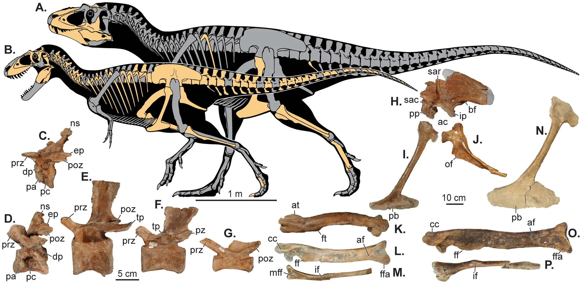 Figure 1. Skeletal reconstructions and postcranial elements of Utah tyrannosaurs.