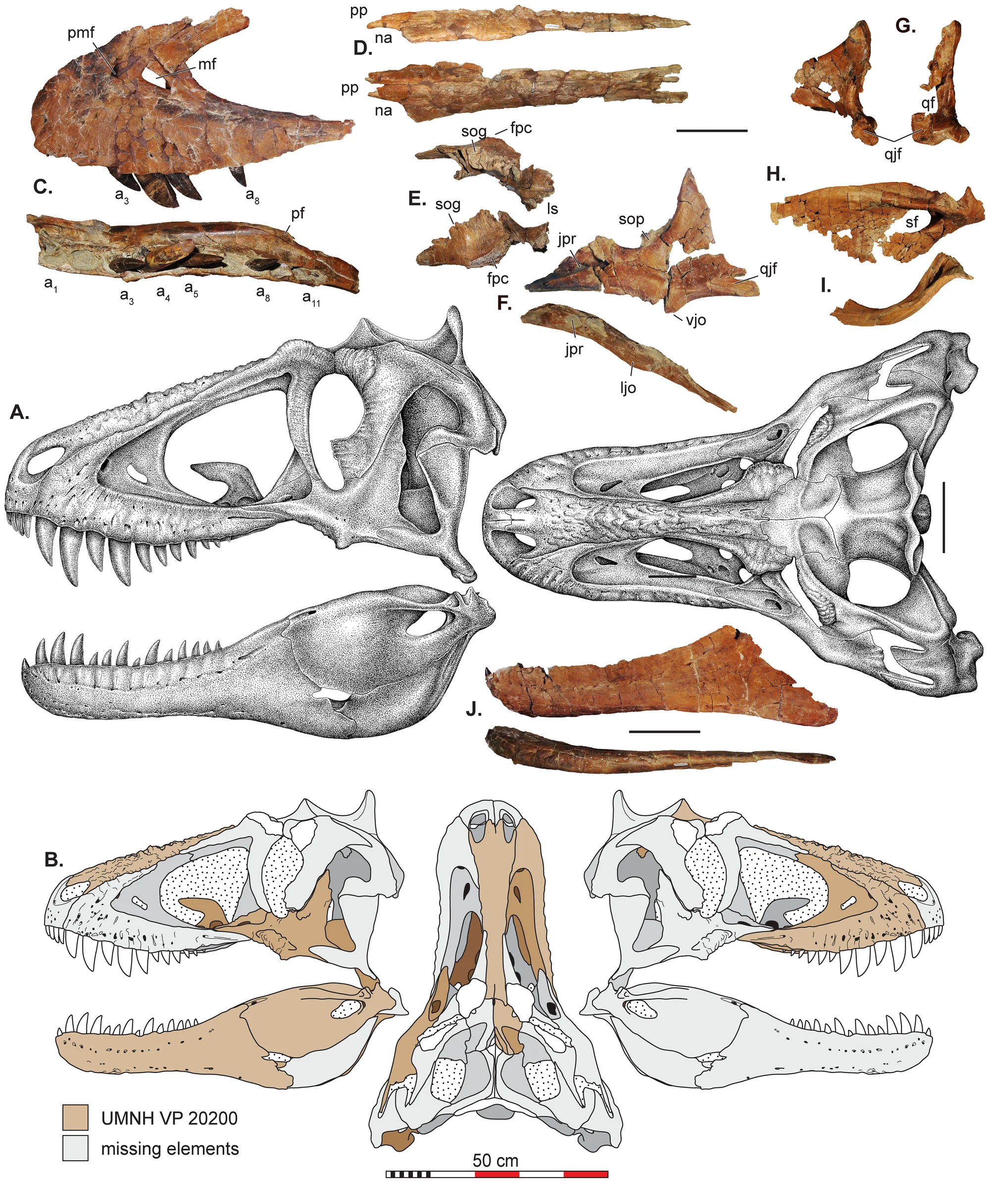 Figure 2. Skull reconstructions and selected cranial elements of Lythronax argestes .