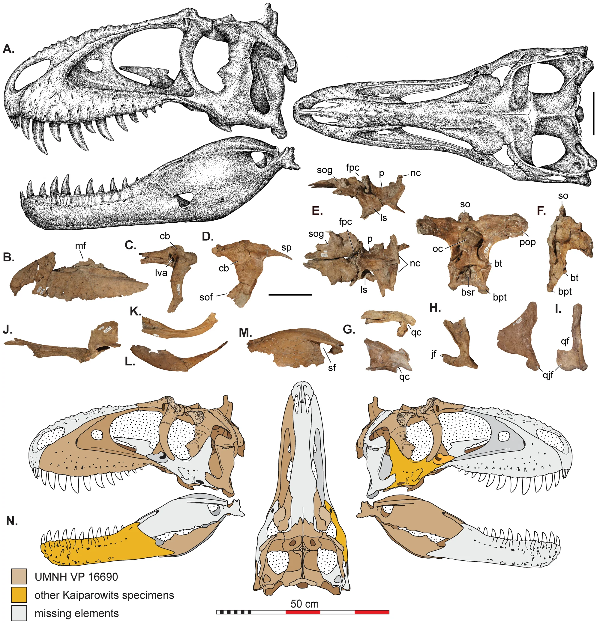 Figure 3. Skull reconstructions and selected cranial elements of Teratophoneus curriei .