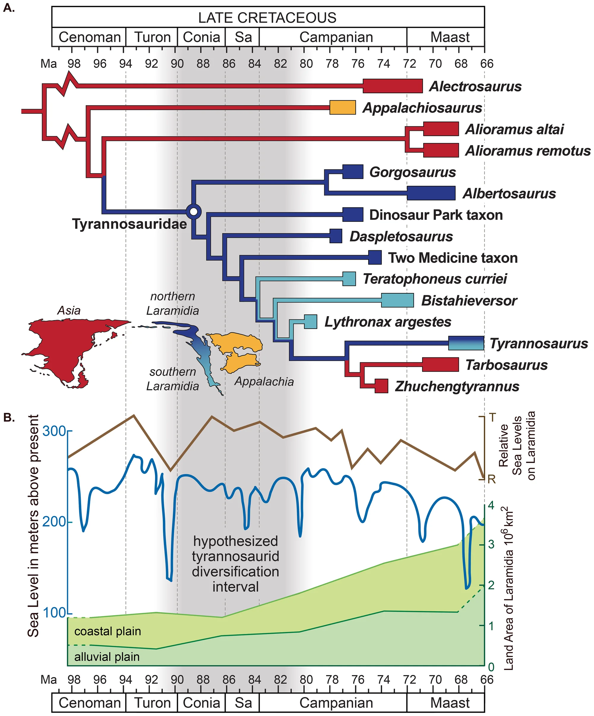 Figure 4. Sea level change and the hypothesized evolutionary diversification of Tyrannosauroidea.