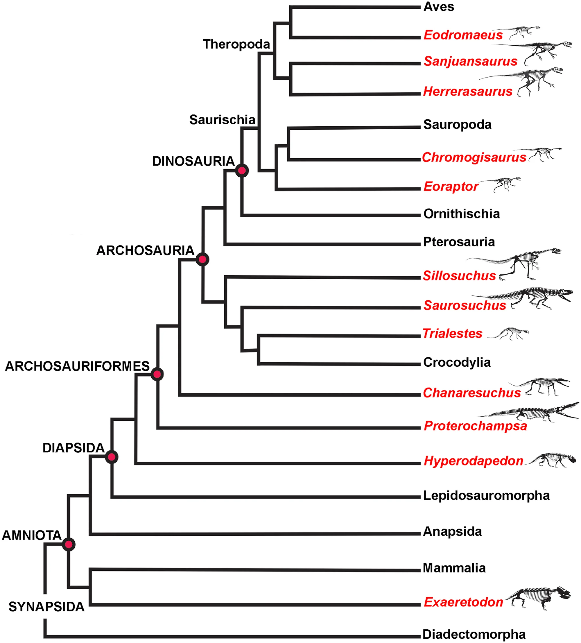 Fig 1. Simplified ischigualasto vertebrate phylogeny.