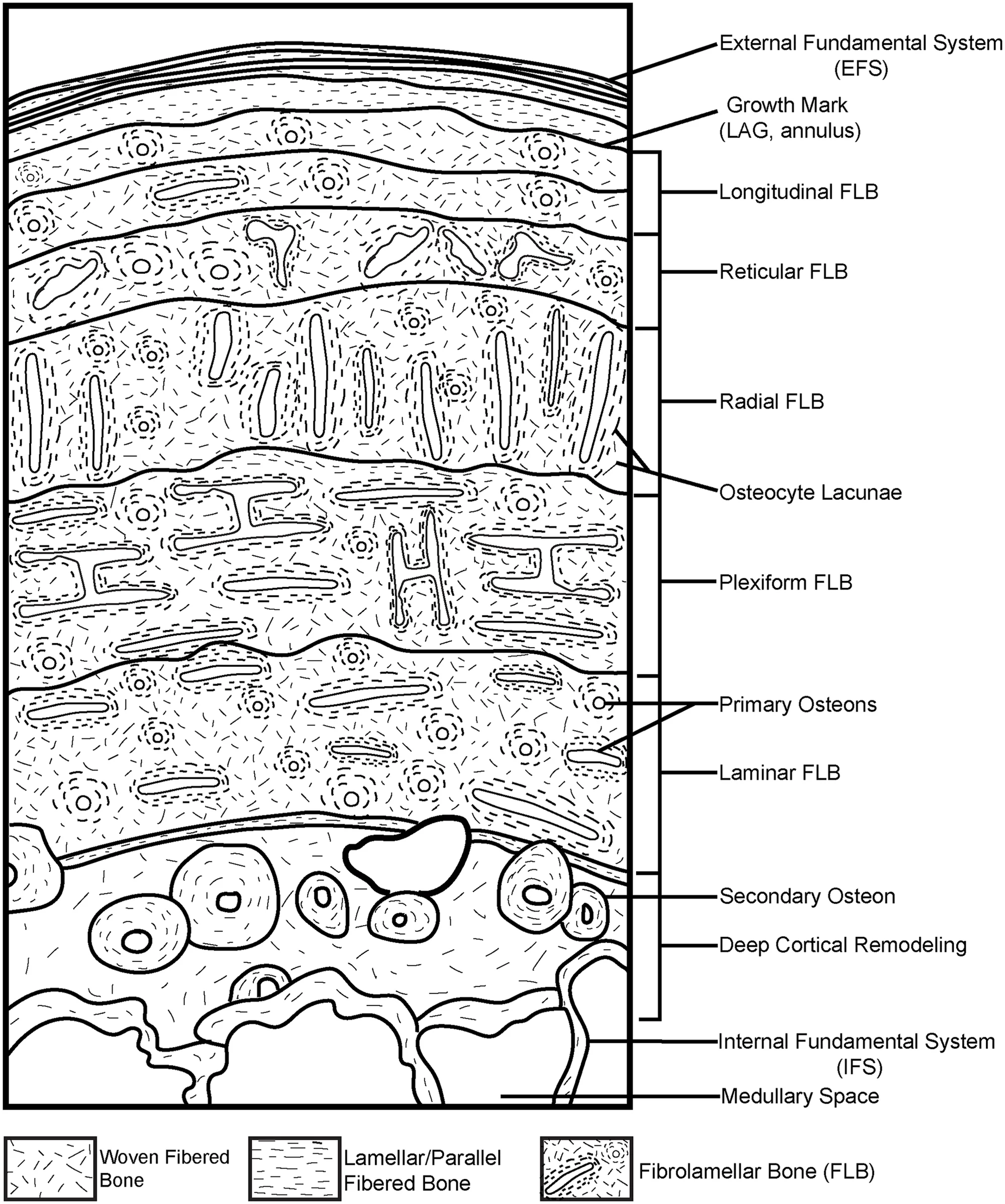 Fig 3. Schematic representation of a long bone cortex in cross-section.