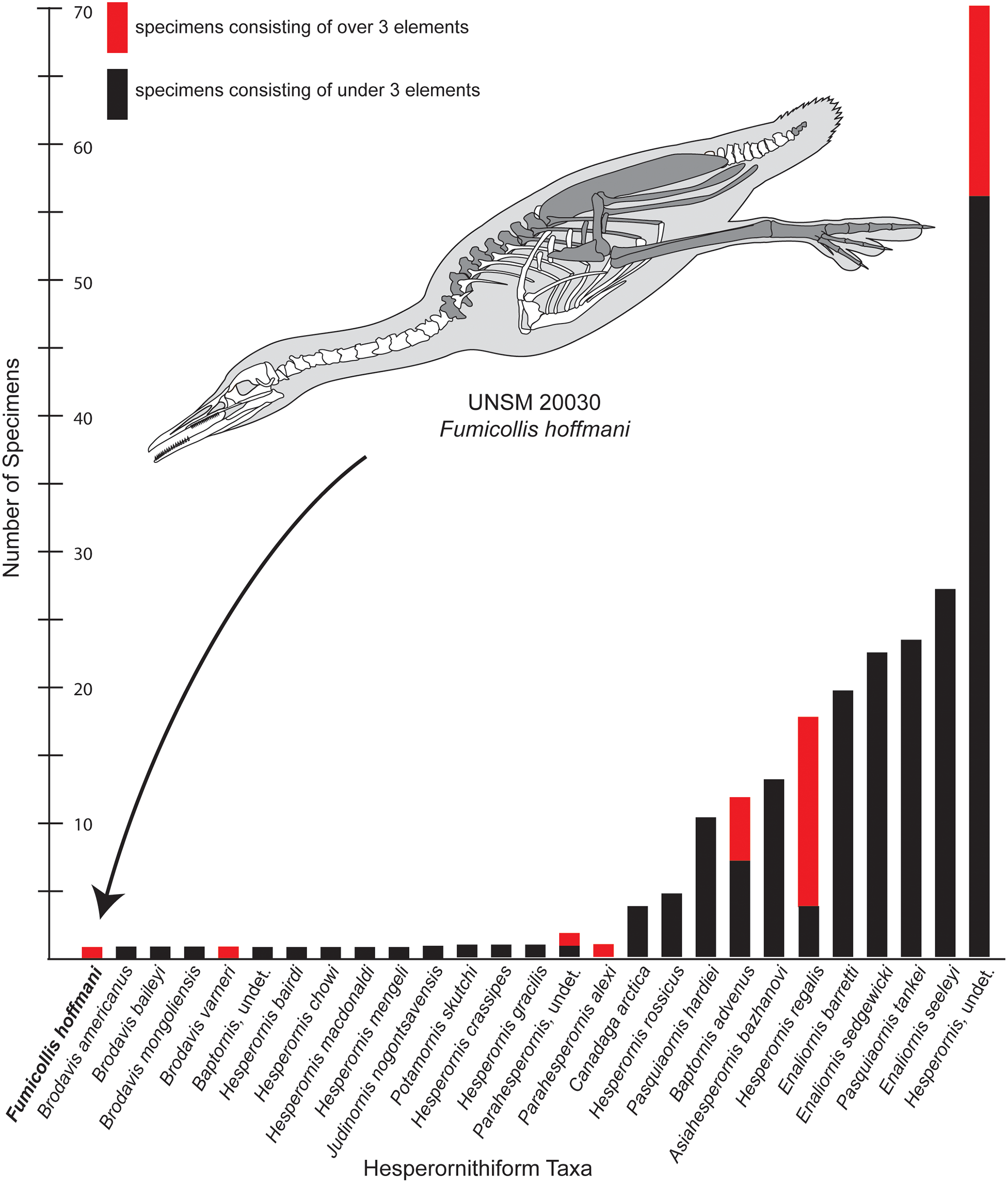 Fig 1. Specimen completeness among reported hesperornithiforms.
