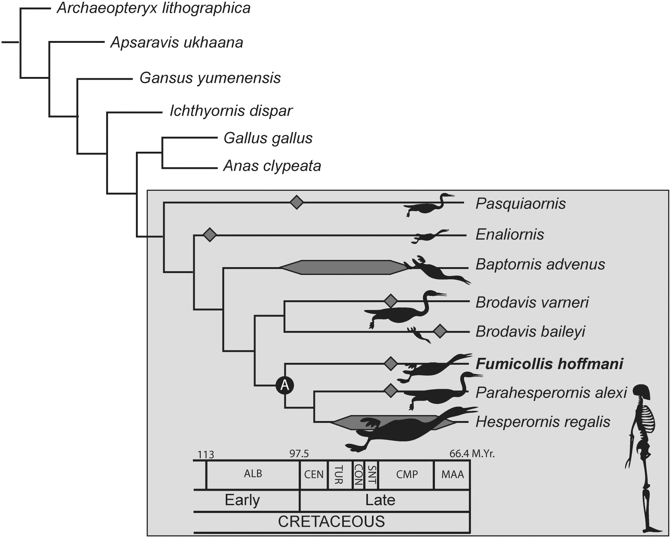 Fig 2. Phylogenetic analysis of Bell and Chiappe (2015) showing the derived placement of Fumicollis hoffmani within the Hesperornithiformes (grey box).