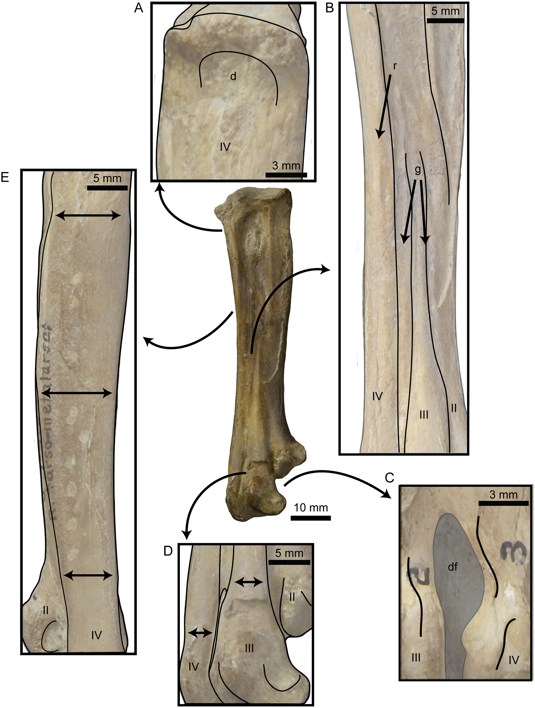 Fig 3. Features of the right tarsometatarsus of UNSM 20030 that were identified by a phylogenetic analysis (see [ 8 ]) as uniting Fumicollis hoffmani , Parahesperornis , and Hesperornis in a clade.