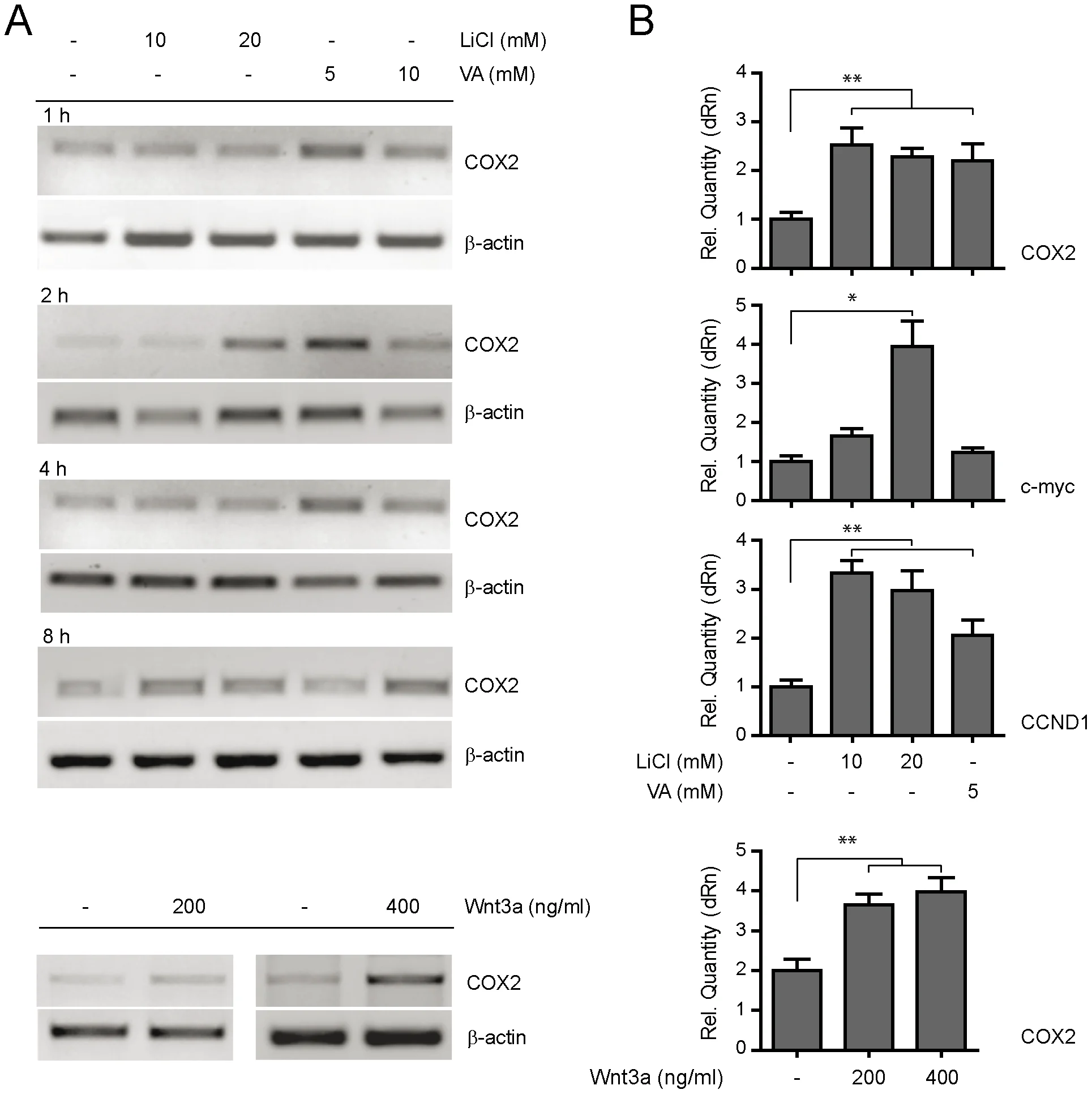 Figure 2. Pharmacological and molecular enhancement of COX2 expression via Wnt/β-catenin signaling.