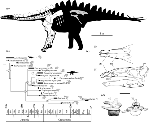 ( a ) Skeletal reconstruction of M. longicollum based on type specimen ML433, except the ilium and pubis (in grey), which are based upon the referred specimen (ML433-A), and have been scaled up. ( b ) Phylogeny and chronostratigraphy of Stegosauria. Strict consensus of five MPTs obtained from a branch-and-bound search (CI=0.617; RI=0.718; RC=0.458) Aal, Aalenian; Alb, Albian; Ans, Anisian; Apt, Aptian; Baj, Bajocian; Brm, Barremian; Bth, Bathonian; Ber, Berriasian; Clv, Callovian; Cmp, Campanian