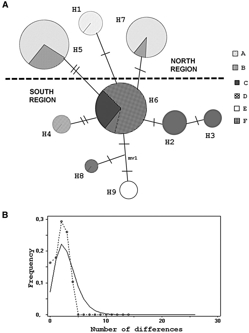 A, minimum spanning tree of nine mtDNA haplotypes of Ctenomys magellanicus from Tierra del Fuego,