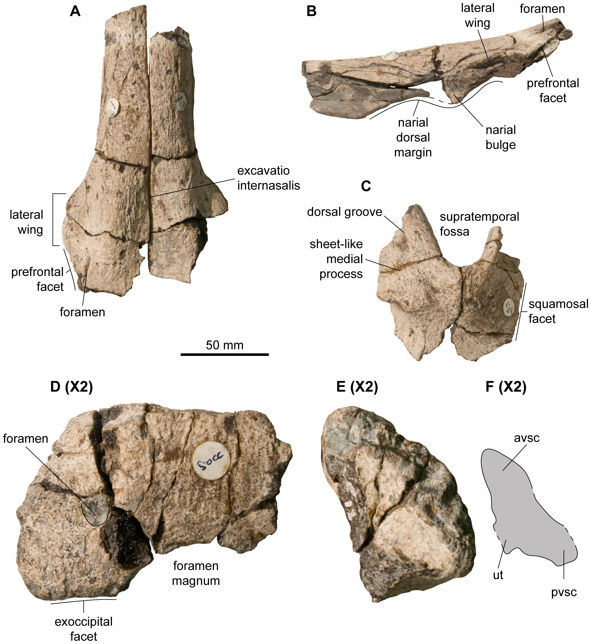 Figure 2. Skull roof of Acamptonectes densus (GLAHM 132588, holotype).