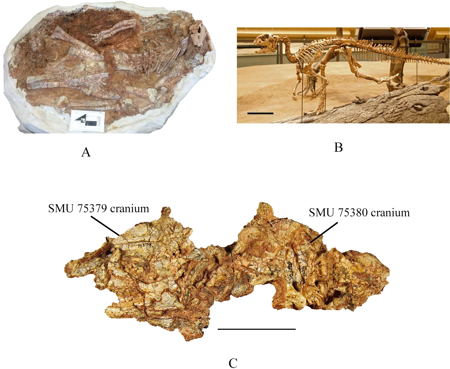 Fig 2. Articulated specimens.