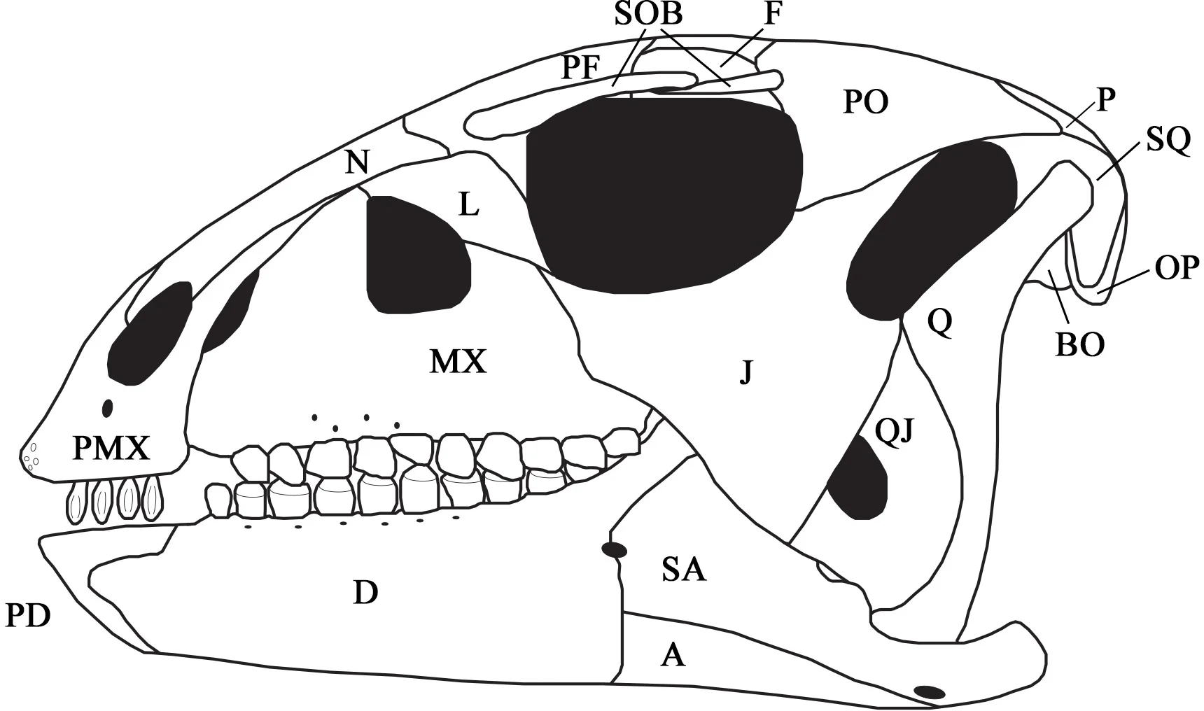 Fig 4. Skull reconstruction.
