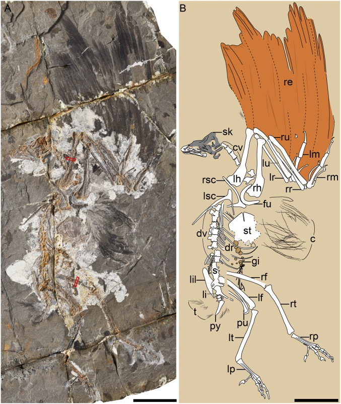J. perplexus gen. et sp. nov., IVPP V24194. ( A ) Photograph of main slab. ( B ) Composed line drawing. Red-outline boxes denote the locations of histological samples. c, covert feathers; cv, cervical vertebrae; dr, dorsal ribs; dv, dorsal vertebrae; fu, furcula; gi, gizzard; lf, left femur; lh, left humerus; li, left ischium; lil, left ilium; lm, left manus; lp, left pes; lr, left radius; lsc, left scapulocoracoid; lt, left tibiotarsus; lu, left ulna; pu, pubis; py, pygostyle; re, remiges; rf, 