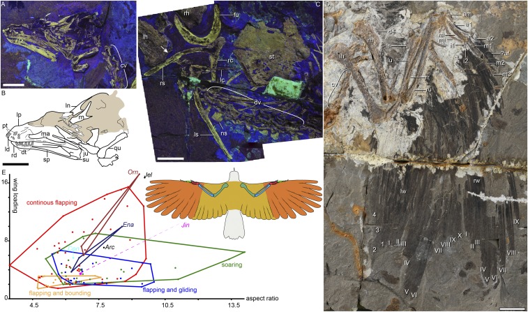 Skeleton anatomy and morphometric analysis of Jinguofortis . ( A and B ) LSF photograph and line drawing of the skull in the main slab (IVPP V24194a). ( C ) LSF photograph of the pectoral girdle in the main slab. ( D ) Forelimb showing the preserved primary (numbered I–X) and secondary (numbered 1–4) remiges in the counterslab (IVPP V24194b). ( E ) Binary plotting of the aspect ratio and wing loading of basal avian clades ( Arc , Archaeopteryx ; Con , Confuciusornis ; Ena, Enantiornithes; Jel , 