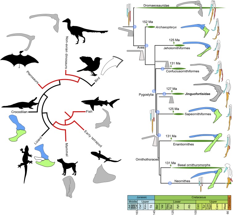Changes to the scapula and coracoid in vertebrates with a focus on basal avian clades. A simplified tree of vertebrates ( Left ) shows the scapula (colored in blue) and coracoid (in green) fused into a scapulocoraocid (in gray) in most major tetrapod clades (see SI Appendix , SI Text , for details). Simplified cladogram of basal Aves ( Right ) shows the changes to the shoulder girdle and manus (see SI Appendix , Fig. S8 , for complete phylogenetic result). Thick green lines near each clade denot