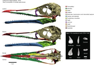 Fig. 1: Full 3D reconstruction of the skull of I. dispar .