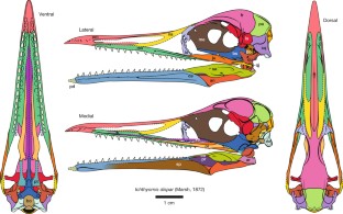 Fig. 2: Line drawings of the skull of I. dispar .