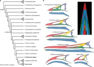 Fig. 3: Relationships of I. dispar and the origin of the avian beak.