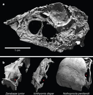 Fig. 4: Derived brain shape and primitive temporal region of I. dispar .