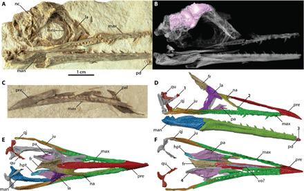 ( A ) Photograph of skull block including the neurocranium and partial upper and lower jaws. ( B ) Rendering of the skull block showing the position of the endocast (pink) relative to the cranium and nearby preserved facial elements (translucent white). ( C ) Photograph of the block including the premaxilla, left maxilla, and left palatine. Digital reconstructions of the facial skeleton in ( D ) lateral, ( E ) dorsal (mandible removed), and ( F ) ventral (mandible removed) views. Preserved eleme