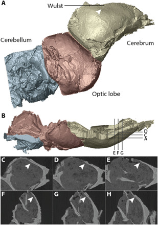 ( A and B ) Reconstruction of the Ichthyornis endocast in (A) right lateral and (B) dorsal views. ( C to H ) CT slice data showing the endocranial surface in the area of the vallecula (arrowheads) in (C to E) coronal and (F to H) sagittal planes. Yellow, telencephalon; red, optic lobe; blue, cerebellum.