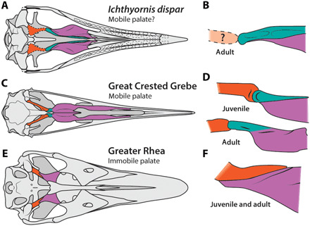 ( A to F ) Orange, pterygoid; purple, palatine; teal, hemipterygoid.