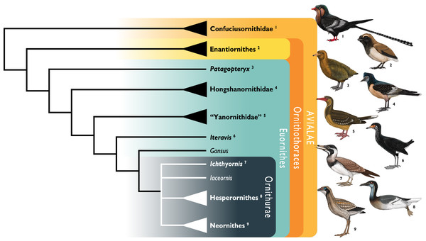 Figure 1: Simplified cladogram showing the most commonly recovered phylogenetic positions of Ichthyornis and relevant Mesozoic avialans. White branches highlight phylogenetic uncertainty within the major clade Ornithurae, which includes Ichthyornis , Hesperornithes, and the bird crown group (Neornithes). Taxa in bold are figured, superscript numbers indicate the corresponding illustration. For Confuciusornithidae, the illustration corresponds to Eoconfuciusornis zhengi ; for Enantiornithes, the 