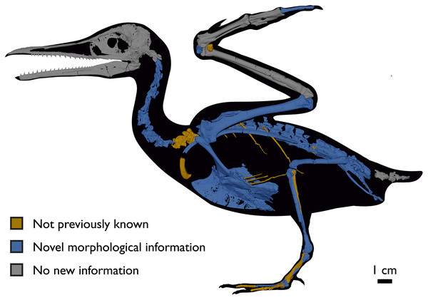 Figure 2: Reconstruction of the skeleton of Ichthyornis dispar , showing elements described in the present study that exhibit novel morphological information for Ichthyornis . Elements in yellow correspond to those skeletal elements not previously known or described for Ichthyornis , while elements in blue indicate those skeletal elements that were known for Ichthyornis but for which novel morphological information is provided by the specimens described in this study. Elements in grey correspond