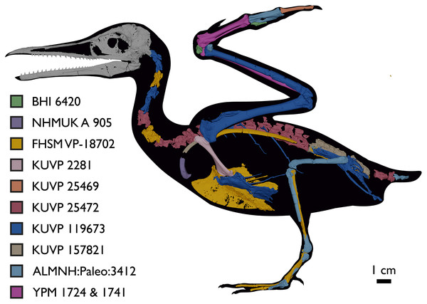 Figure 3: Reconstruction of the skeleton of Ichthyornis dispar , showing elements that are described here for the first time. The reconstructed skeleton is a composite incorporating numerous new specimens described in this study (see colour-coded legend and Table 1 ). All specimens are scaled to the dimensions of FHSM VP-18702. Download full-size image DOI: 10.7717/peerj.13919/fig-3