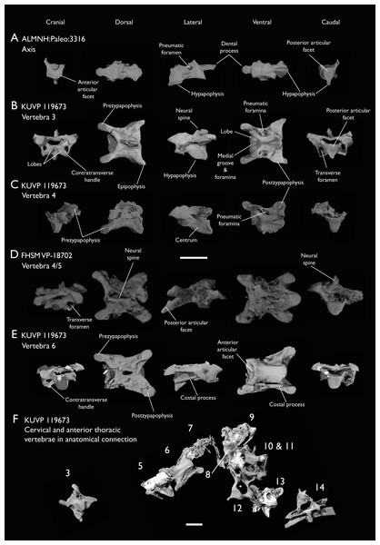 Figure 4: Anterior cervical vertebrae of Ichthyornis . (A) ALMNH:Paleo:3316 axis, (B) KUVP 119673 3 rd cervical, (C) KUVP 119673 4 th cervical, (D) FHSM VP-18702 possible 4 th or 5 th cervical, and (E) KUVP 119673 6 th cervical, in cranial, dorsal, lateral, ventral, and caudal views. (F) KUVP 119673, cervical and anterior thoracic vertebrae in anatomical connection as preserved in the specimen, with probable vertebral numbers indicated. Scale bar equals 5 mm. Download full-size image DOI: 10.771