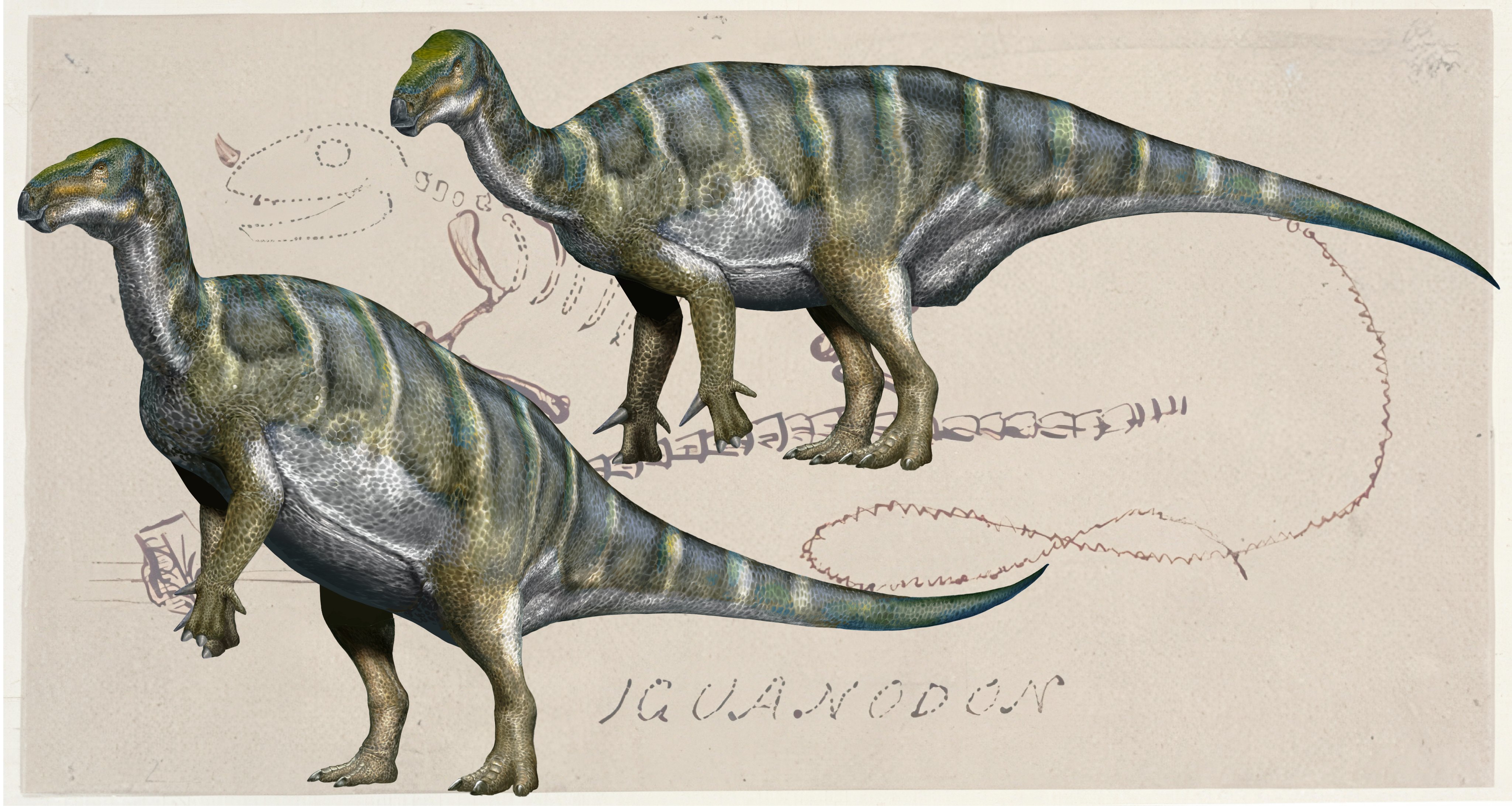 Iguanodon bernissartensis