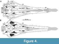 In ventral view, our cranial reconstruction reveals the previously unknown morphology of the palate in Irritator ( Figure 2B , Figure 4B ). The internal narial opening (choana) is displaced posteriorly and situated at the level of the anterior end of the antorbital fenestra; there is thus a partial secondary palate formed by the ventral parts of the maxillae and the vomer. The choana is a strongly anteroposteriorly elongated, anteriorly pointed, drop-shaped opening that is laterally and posterio