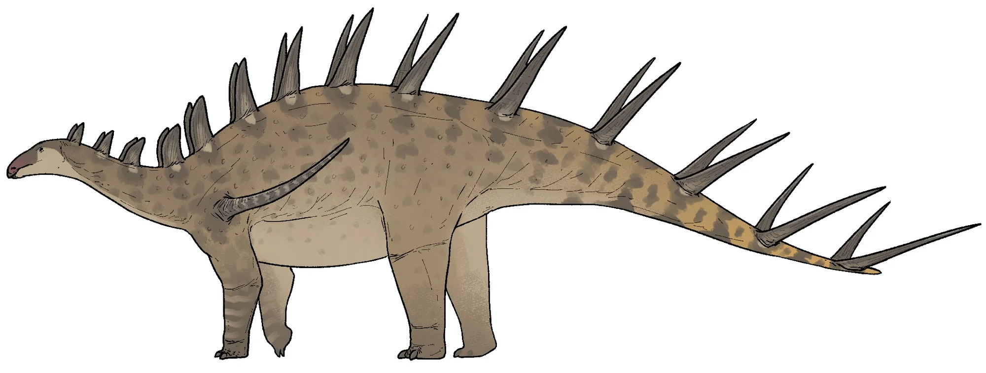 Kentrosaurus