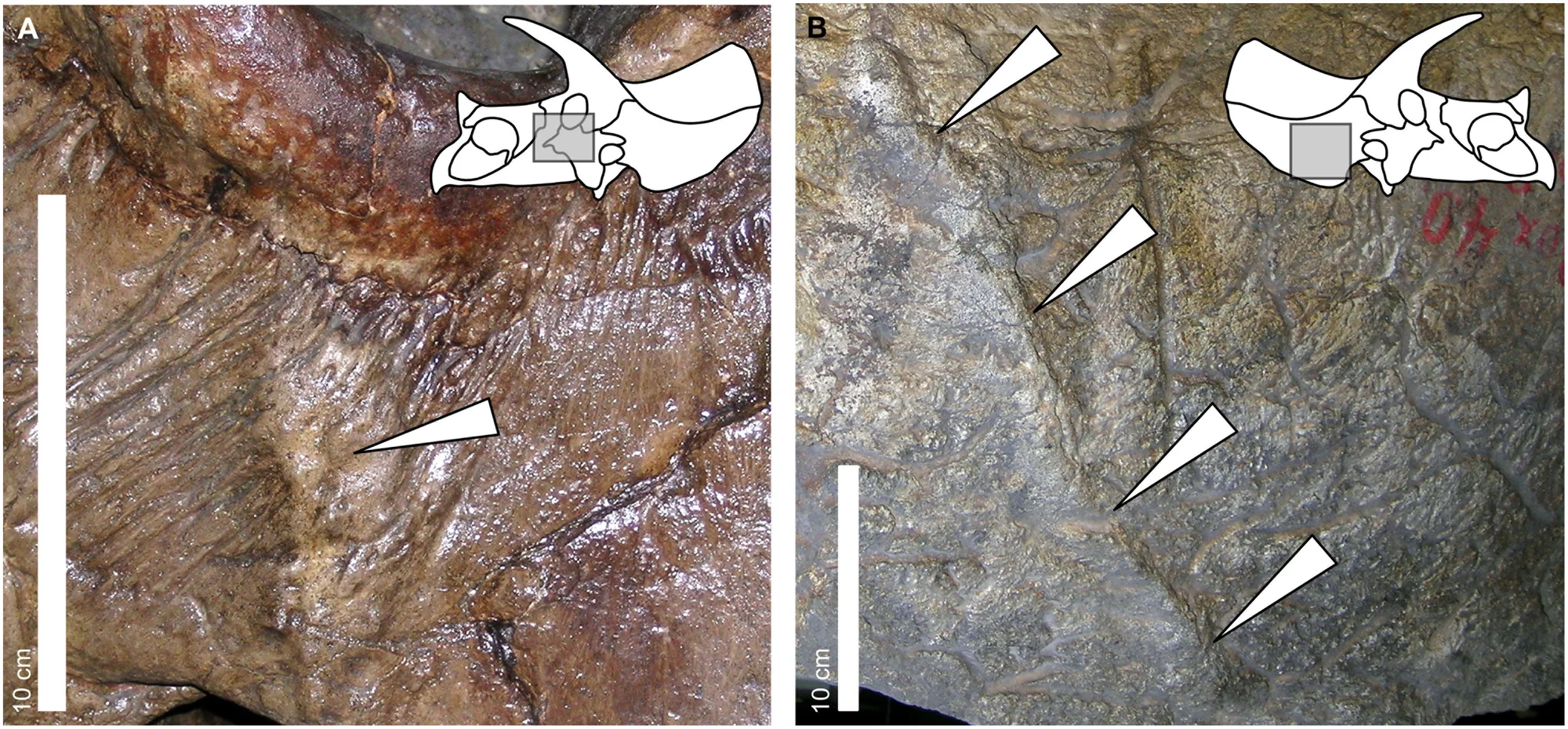 Figure 2. Examples of periosteal reactive bone in selected specimens of Triceratops .