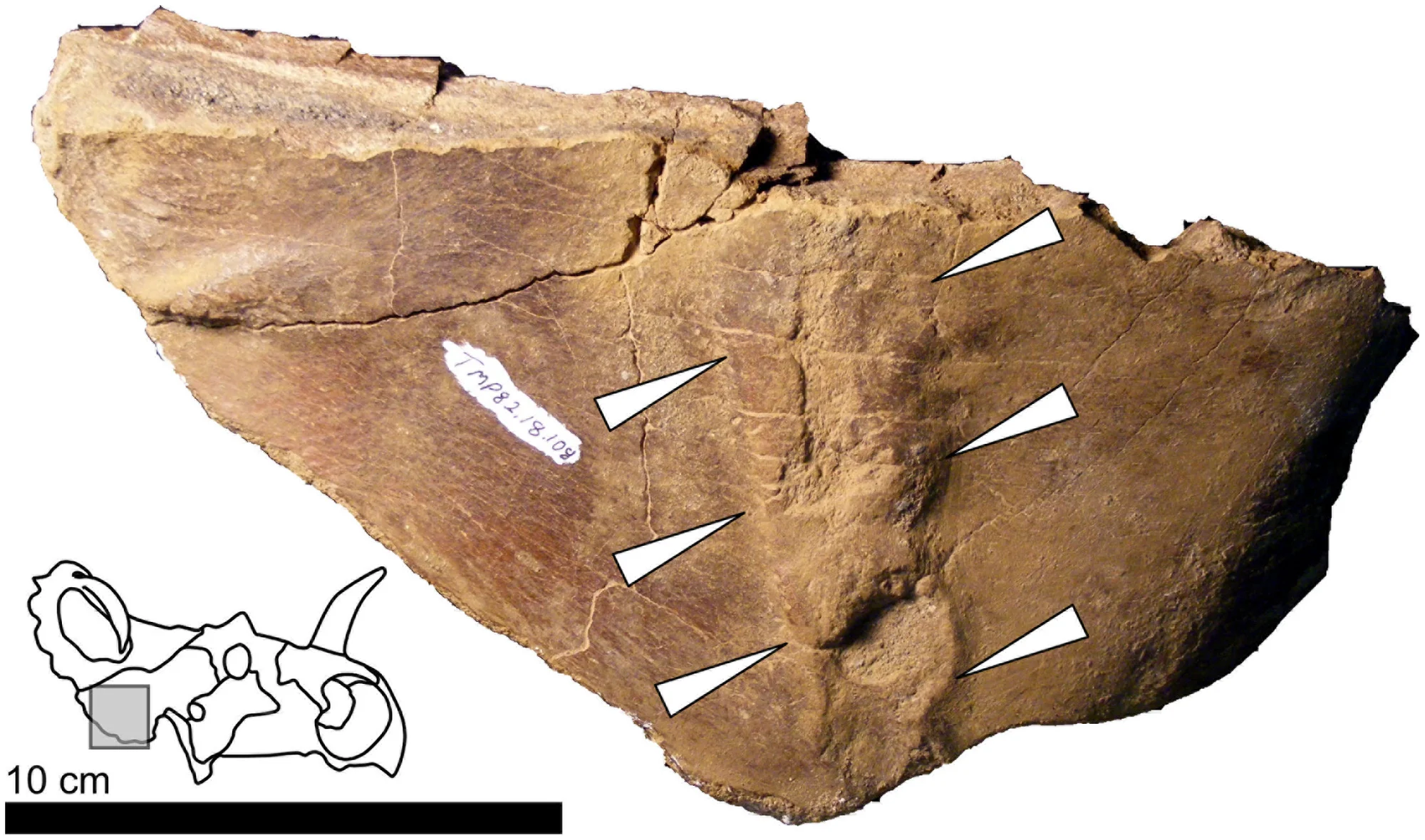 Figure 3. Example of a fracture callus in Centrosaurus .