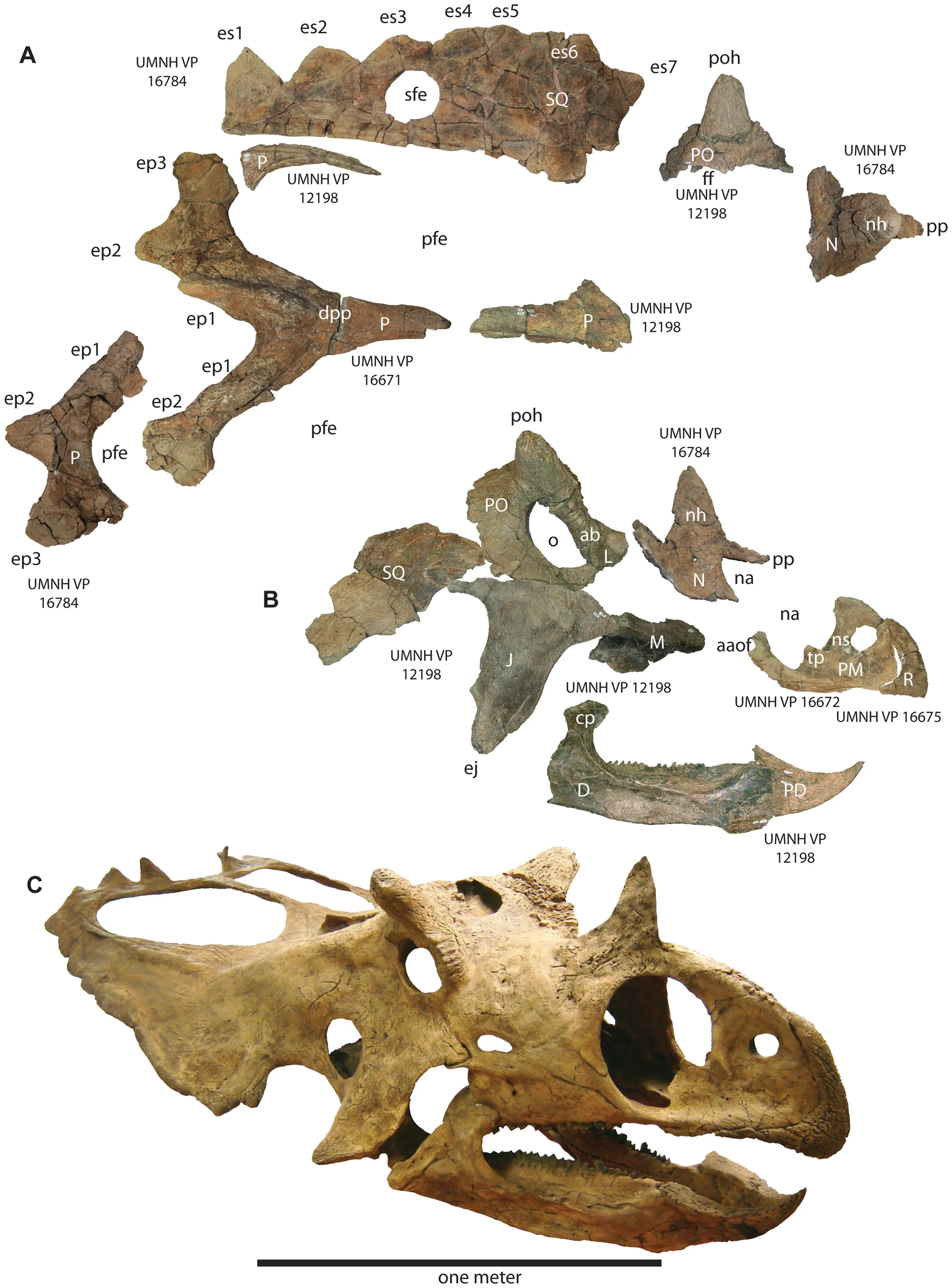 Figure 3. Select craniofacial elements of Utahceratops gettyi n. gen et n. sp.