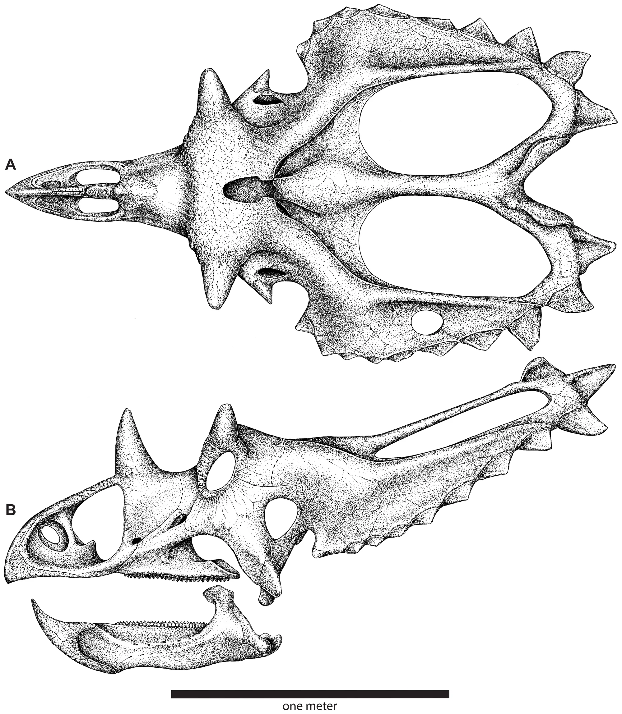 Figure 4. Skull reconstruction of Utahceratops gettyi n. gen. et n. sp.