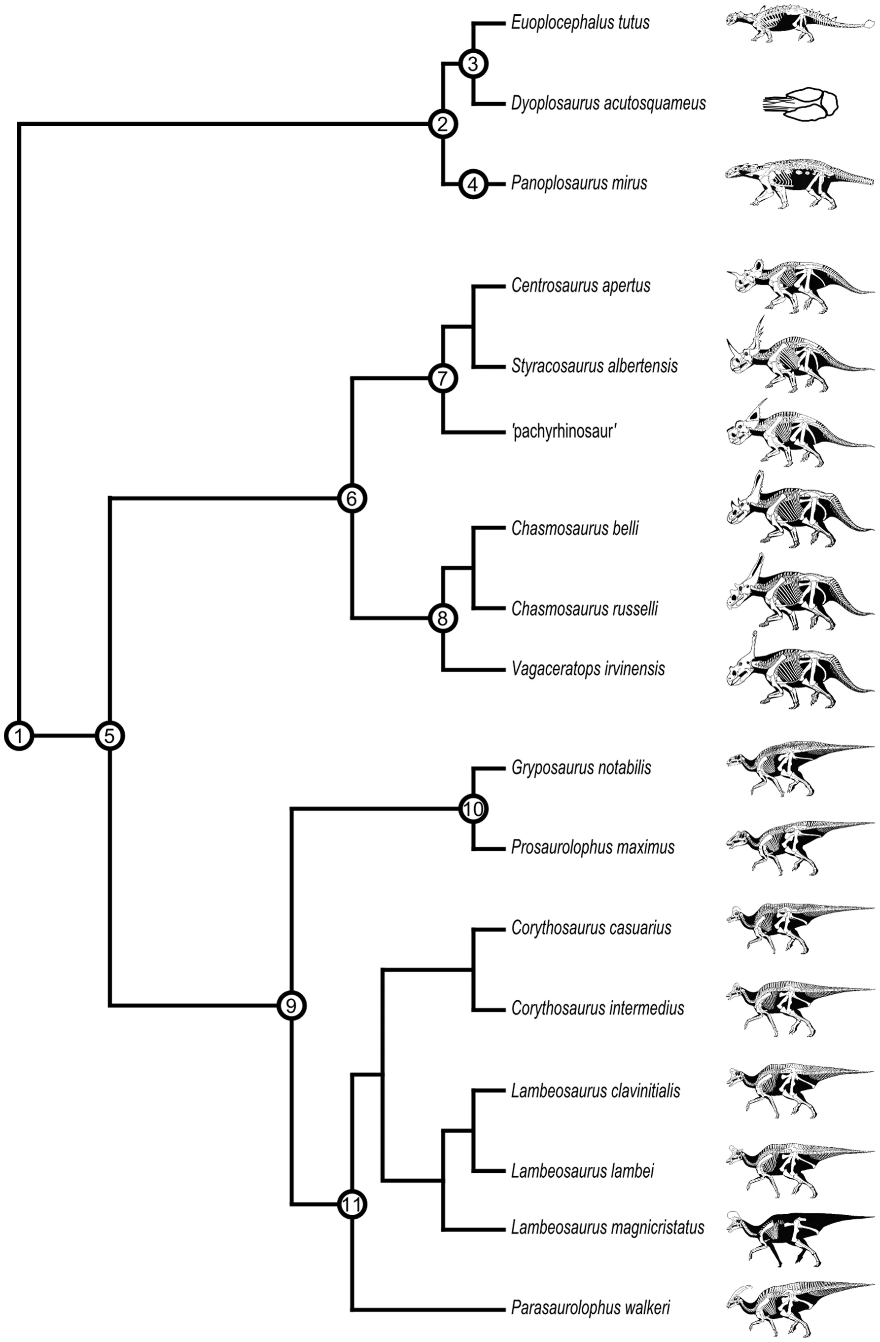 Figure 1. Phylogenetic relationships of megaherbivorous dinosaurs from the Dinosaur Park Formation.