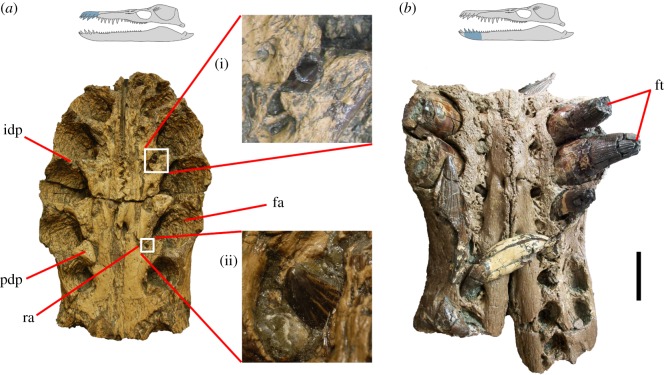 ( a ) Ventral view of premaxilla in P. carpenteri (BRSMG Cd6172) showing magnified images (i) and (ii) of replacement teeth emerging between paradental plates. ( b ) Dorsal view of a section of dentary, showing replacement alveoli. Replacement teeth do not restructure the bone surface of the dentary. fa, functional alveolus; ft, functional tooth; idp, interdental plate; pdp, paradental plate; ra, replacement alveolus. Scale bar, 10 cm.
