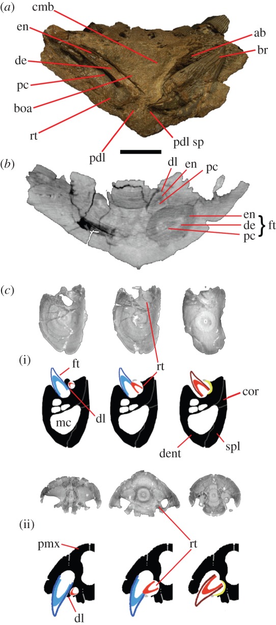Anatomy of tooth replacement in pliosaurids. ( a ) Cross section through P. carpenteri (BRSMG Cd6172) dentary in posterior aspect at level of the fourth alveoli. Section of complete caniniform tooth visible in situ on left. ( b ) μCT scan slice of P. carpenteri showing orientation of replacement caniniform tooth with respect to functional tooth. ( c ) Tooth replacement sequence in (i) dentary and (ii) premaxilla in pliosaurids based on μCT scan slices from P. kevani (DORCM G.13,675). Blue, matur