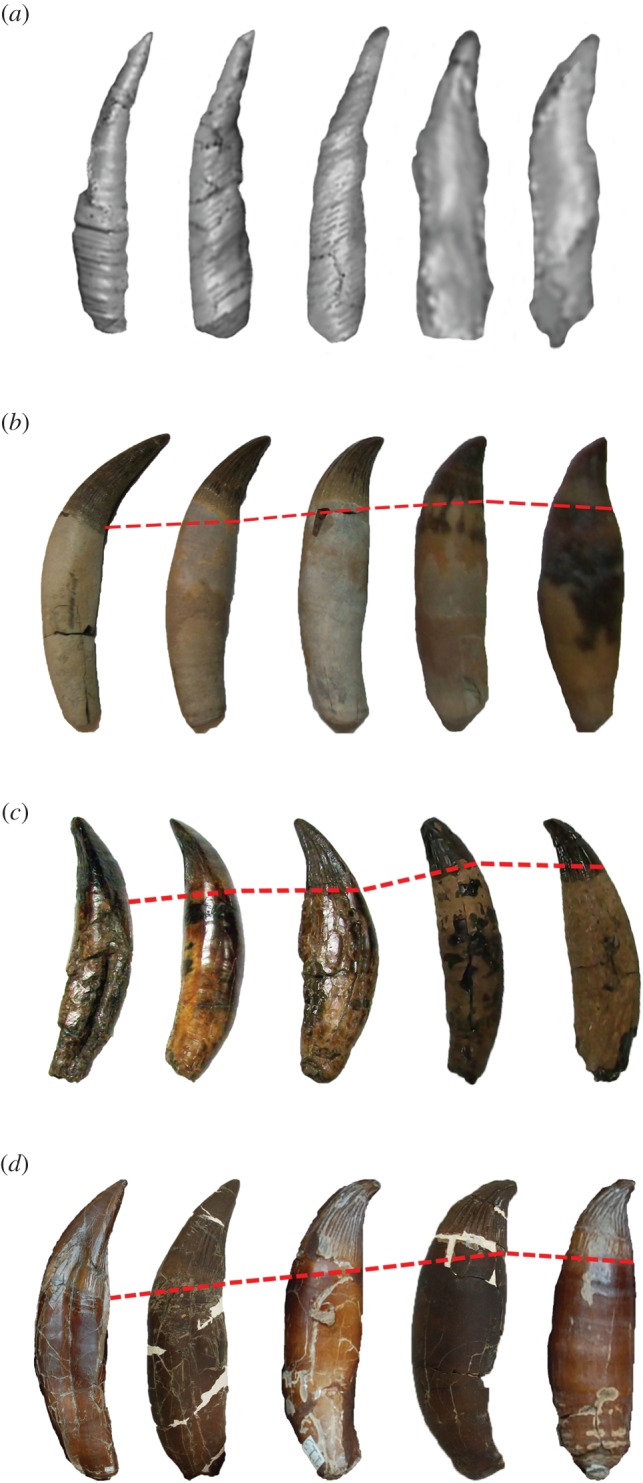 Pliosaurid teeth from different regions of the jaw scaled to same height to highlight differences in tooth morphology. Red line differentiates crown from root. ( a ) Thalassiodracon hawkinsi (CAMSM J.46986) teeth from μCT scan digital model. I, II, III anterior teeth, IV, V posterior teeth; ( b ) Peloneustes sp. (NHMUK R8574). I, II anterior teeth III, IV, V posterior teeth; ( c ) Pliosaurus westburyensis (BRSMG Cc332) I, II anterior caniniform teeth, III, IV, V posterior teeth; ( d ) Pliosaurus