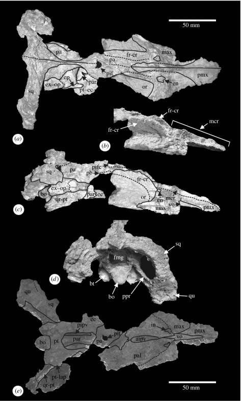 Umoonasaurus demoscyllus (AM F99374) skull in ( a ) dorsal, ( b ) anterolateral snout region showing crests, ( c ) lateral, ( d ) posterior and ( e ) palatal views (palate image is from a cast, original specimen is fixed to a display base and thus inaccessible). Abbreviations: aipv, anterior interpterygoid vacuity; bo, basioccipital; bt, basioccipital tuber; ec, ectopterygoid; en, external naris; ep, epipterygoid; ex–op, exoccipital–opisthotic; fmg, foramen magnum; fr-cr, fontal crest; in, inter