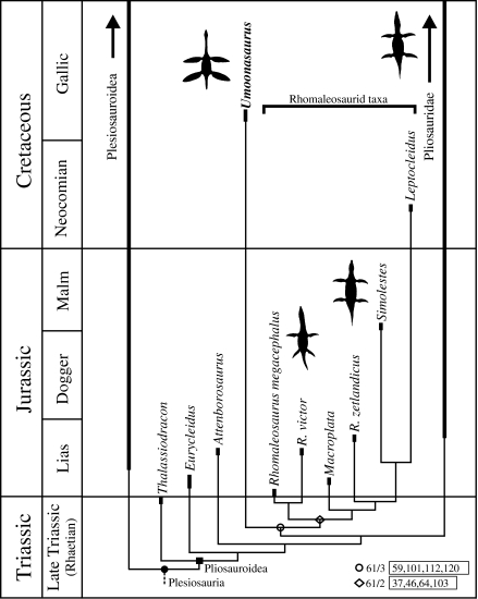 Phylogeny and stratigraphic record of (filled circle) Plesiosauria illustrating relationships among (filled square) pliosauroids including Umoonasaurus (see electronic supplementary material). Umoonasaurus and taxa exhibiting the ‘pliosauromorph’ body plan ( Rhomaleosaurus , Simolestes , Pliosauridae) are indicated by icons. Boxed numbers for selected nodes denoting (open circle) Rhomaleosauridae and (open diamond) advanced rhomaleosaurid taxa refer to synapomorphies discussed in the main text. 