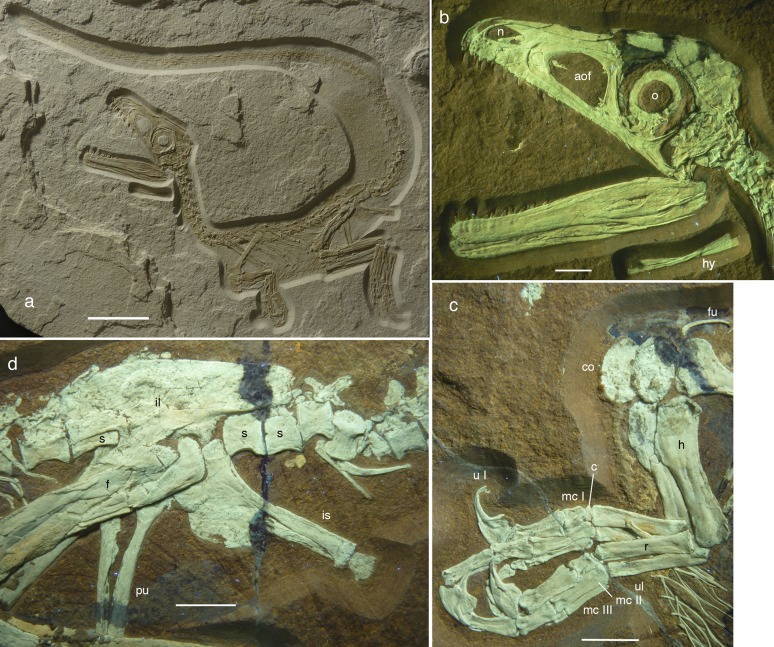 Juvenile megalosaurid Sciurumimus albersdoerferi (BMMS BK 11). ( A ) Overview of the limestone slab with the specimen as preserved. ( B ) Skull and hemimandibles under UV light in left lateral view. ( C ) Forelimbs under UV light. ( D ) Pelvic girdle under UV light. aof, antorbital fenestra; c, carpal; co, coracoid; f, femur; fu, furcula; h, humerus; hy, hyoid; il, ilium; is, ischium; mc, metacarpal; n, nares; o, orbit; pu, pubis; r, radius; s, sacral vertebra; u, ungual; ul, ulna. (Scale bars: 