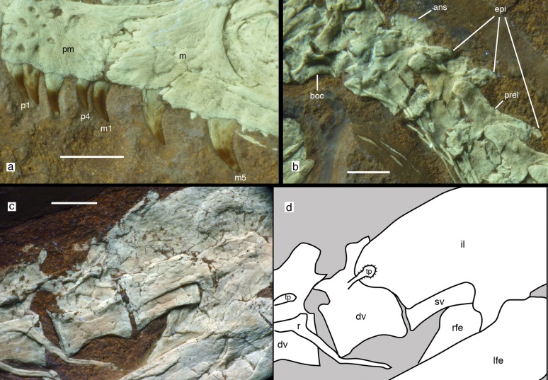 Anatomical details of Sciurumimus albersdoerferi . ( A ) Dentition of left premaxilla and anterior end of left maxilla. ( B ) Disarticulated occiput, atlas, axis, and anterior cervical vertebrae. ( C and D ) Posterior-most dorsal vertebrae and anterior part of ilium shown in a photograph ( C ) and in an interpretative drawing ( D ). All photographs were taken under UV light. ans, axial neural spine; boc, basioccipital; dv, dorsal vertebrae; epi, epipophyses; il, ilium; lfe, left femur; m, maxill