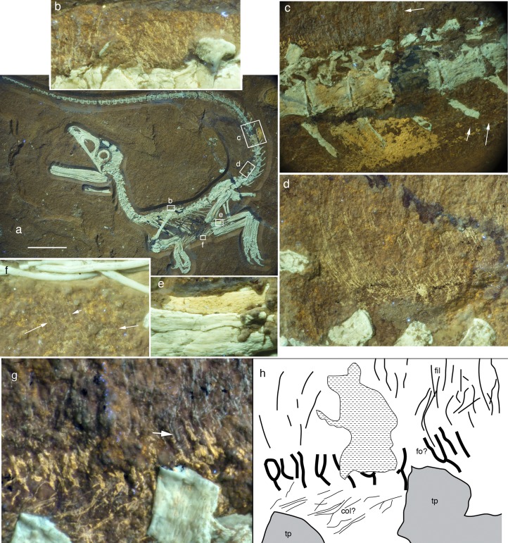 Soft tissue preservation in Sciurumimus . ( A ) Overview of skeleton under UV light, with position of magnifications in B – F indicated. (Scale bar: 50 mm.) ( B ) Fine filaments above the scapular region of the dorsal vertebral column. ( C ) Anterior midcaudal section with long dorsal filaments (upper white arrow), preserved skin (yellow patch), and fine filaments at the ventral lateral tail flank (lower white arrows). ( D ) Long filaments, anchored in the skin at the dorsal tail base. ( E ) Sma