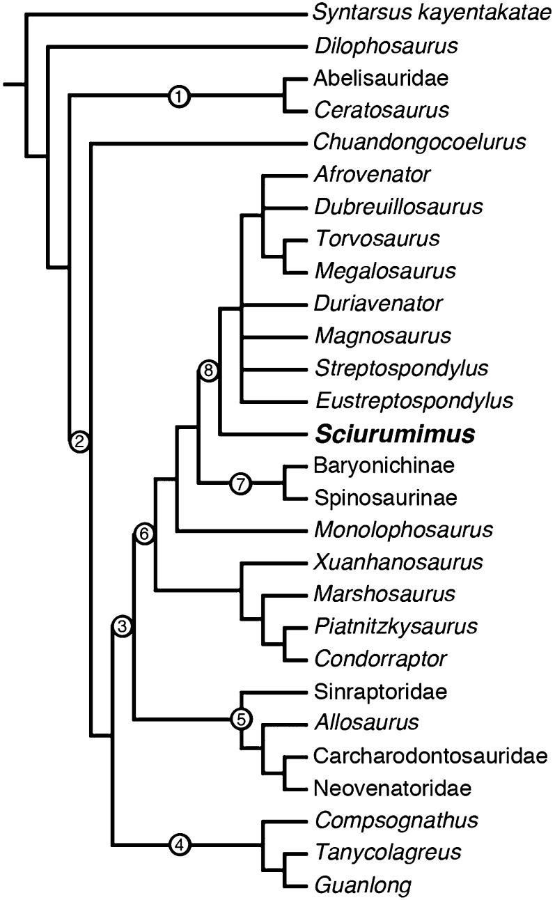 Phylogenetic position of Sciurumimus in the analysis of Benson et al. ( 17 ). Clade names: 1, Ceratosauria; 2, Tetanurae; 3, Carnosauria; 4, Coelurosauria; 5, Allosauroidea; 6, Megalosauroidea; 7, Spinosauridae; 8, Megalosauridae. Numbers on the stem indicate stem-based taxa, numbers on the node indicate node-based taxa.