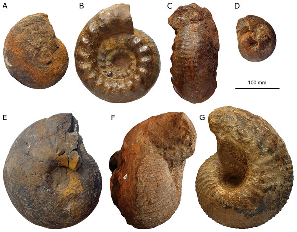 Figure 2: Ammonites from the iron ore mine at Herznach. All ammonites are depicted at the same scale. (A) Macrocephalites jacquoti , PIMUZ 16397, late Callovian, gracilis Zone. (B, C) lateral and ventral views of Erymnoceras cf. coronatum , PIMUZ 8079, Callovian. (D) Cardioceras sp., PIMUZ 8110, late Callovian. (E) Macrocephalites tumidus , early Callovian, enodatum Zone. (F, G) Kamptokephalites sp., PIMUZ 8078, Callovian. Download full-size image DOI: 10.7717/peerj.13244/fig-2